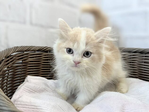 秋田県のマンチカン (アミーゴ秋田茨島店/2026年8月12日生まれ/男の子/クリームホワイト)の子猫