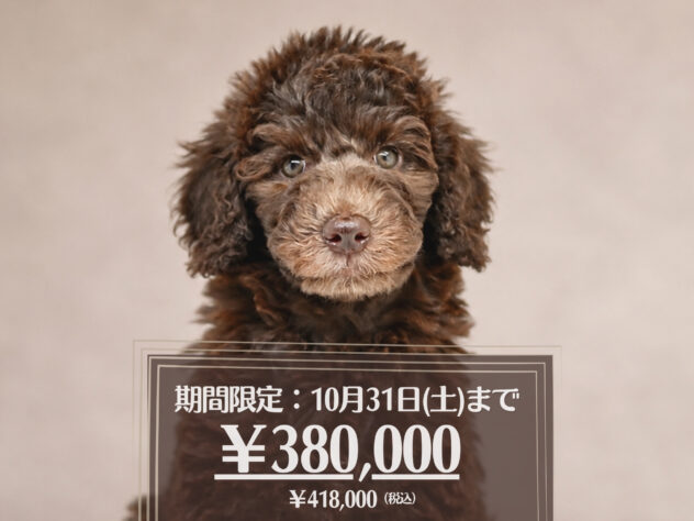 岡山県のスタンダードプードル (アミーゴ大安寺店/2026年8月16日生まれ/女の子/ブラウン)の子犬の1枚目の画像