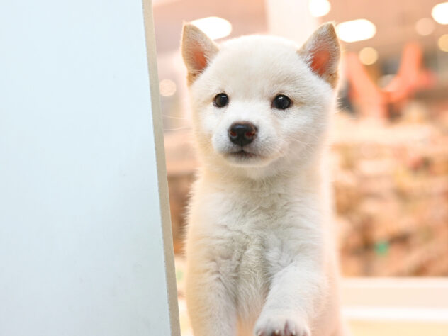 岡山県の豆柴 (アミーゴ大安寺店/2026年8月17日生まれ/女の子/白)の子犬の3枚目の画像