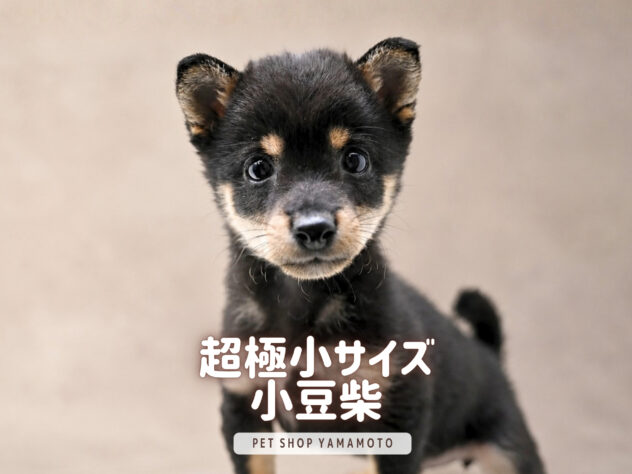 岡山県の豆柴 (アミーゴ大安寺店/2026年7月25日生まれ/女の子/黒)の子犬の1枚目の画像