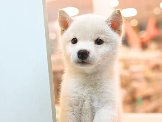 岡山県の豆柴 (アミーゴ大安寺店/2026年8月17日生まれ/女の子/白)の子犬の2枚目の画像