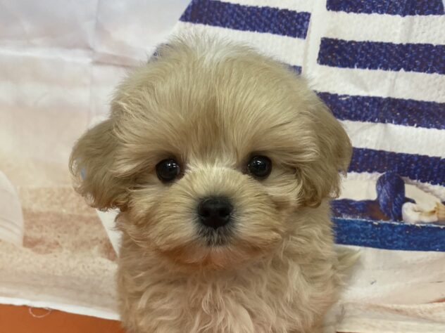 和歌山県のハーフ犬・ミックス犬 (アミーゴ和歌山太田店/2026年7月29日生まれ/男の子/クリーム)の子犬の1枚目の画像