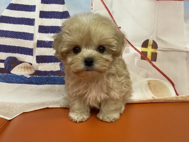 和歌山県のハーフ犬・ミックス犬 (アミーゴ和歌山太田店/2026年7月29日生まれ/男の子/クリーム)の子犬の3枚目の画像