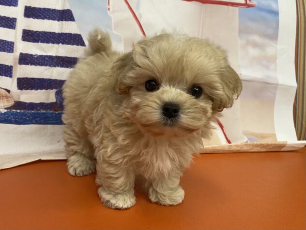 和歌山県のハーフ犬・ミックス犬 (アミーゴ和歌山太田店/2026年7月29日生まれ/男の子/クリーム)の子犬の2枚目の画像