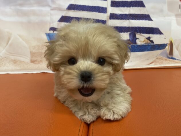 和歌山県のハーフ犬・ミックス犬 (アミーゴ和歌山太田店/2026年7月29日生まれ/男の子/クリーム)の子犬の4枚目の画像