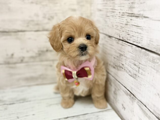 福島県のハーフ犬・ミックス犬 (アミーゴいわき店/2026年8月3日生まれ/女の子/アプリコット)の子犬の2枚目の画像