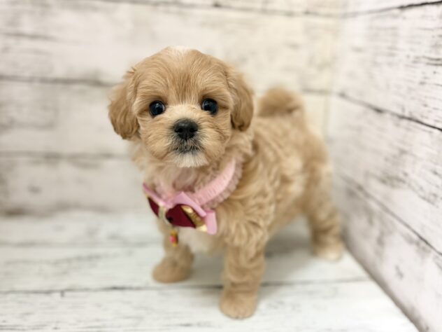 福島県のハーフ犬・ミックス犬 (アミーゴいわき店/2026年8月3日生まれ/女の子/アプリコット)の子犬の1枚目の画像