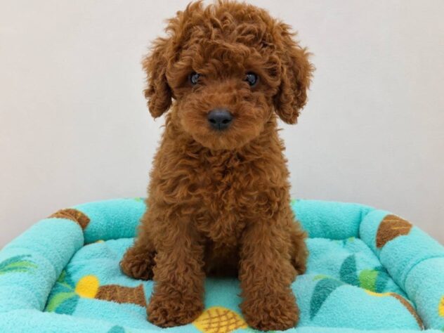 山形県のトイプードル(トイ) (アミーゴ米沢店/2026年8月2日生まれ/女の子/レッドフォーン)の子犬