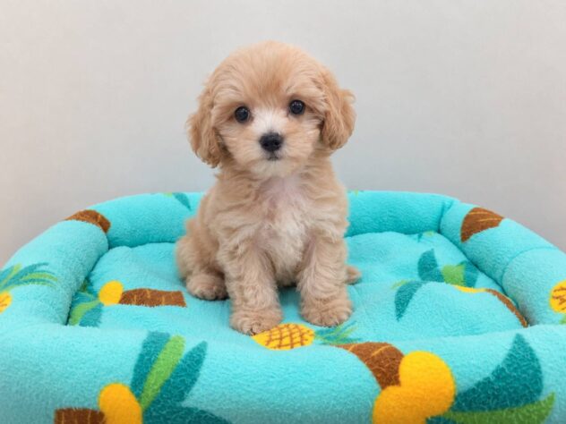 山形県のハーフ犬・ミックス犬 (アミーゴ米沢店/2026年8月7日生まれ/女の子/アプリコット)の子犬