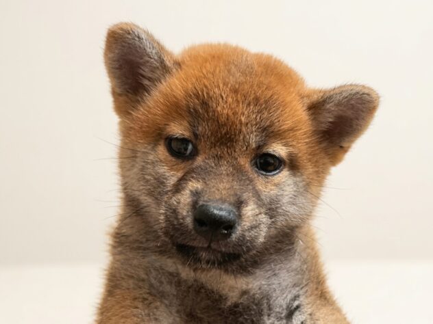 岡山県の柴犬(標準サイズ) (アミーゴ水島店/2026年8月12日生まれ/女の子/赤)の子犬の2枚目の画像