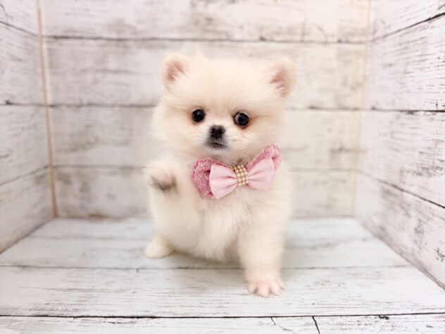 福島県のハーフ犬・ミックス犬 (アミーゴいわき店/2026年8月7日生まれ/女の子/クリーム)の子犬の1枚目の画像