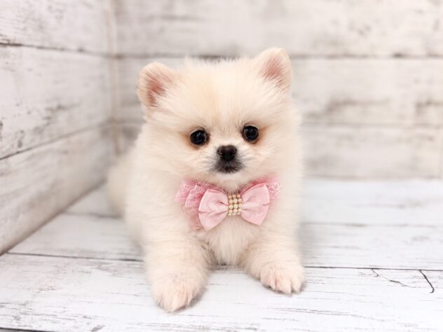 福島県のハーフ犬・ミックス犬 (アミーゴいわき店/2026年8月7日生まれ/女の子/クリーム)の子犬の2枚目の画像