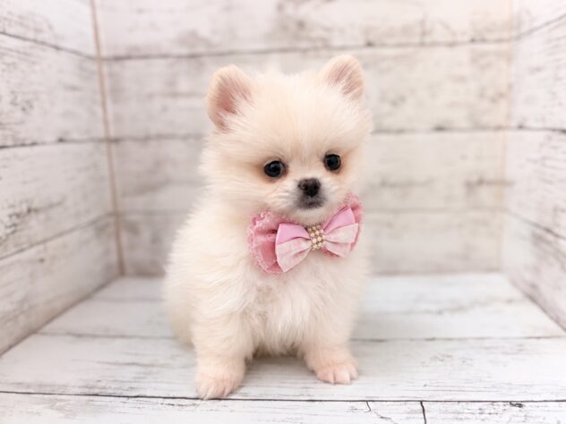福島県のハーフ犬・ミックス犬 (アミーゴいわき店/2026年8月7日生まれ/女の子/クリーム)の子犬の3枚目の画像