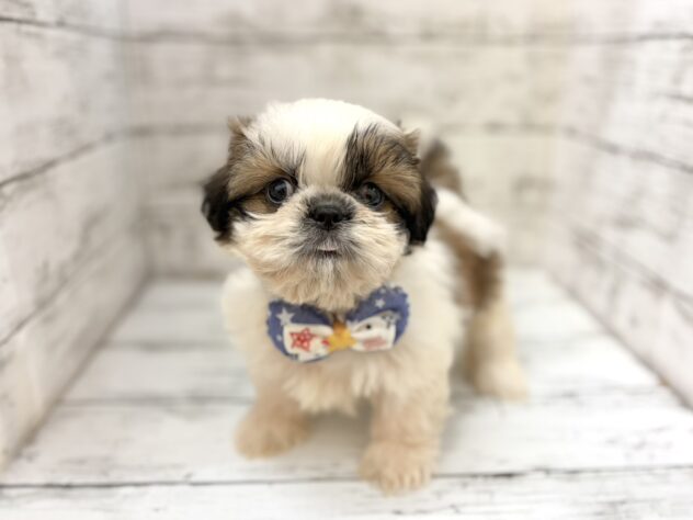 福島県のシーズー (アミーゴいわき店/2026年8月8日生まれ/男の子/ゴールドホワイト)の子犬の1枚目の画像