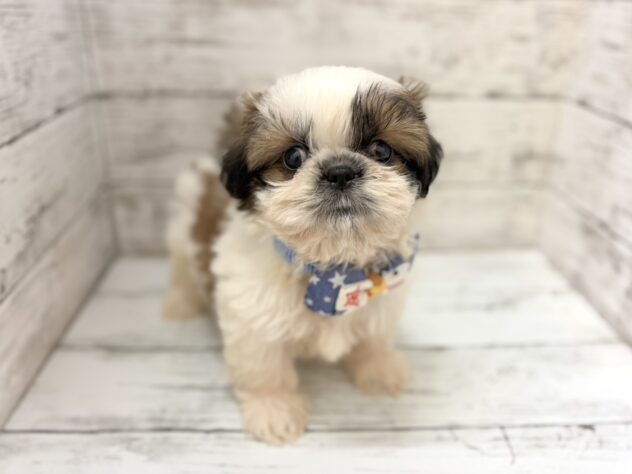 福島県のシーズー (アミーゴいわき店/2026年8月8日生まれ/男の子/ゴールドホワイト)の子犬の2枚目の画像