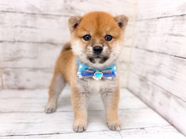 福島県の豆柴 (アミーゴいわき店/2026年8月18日生まれ/男の子/赤)の子犬の1枚目の画像