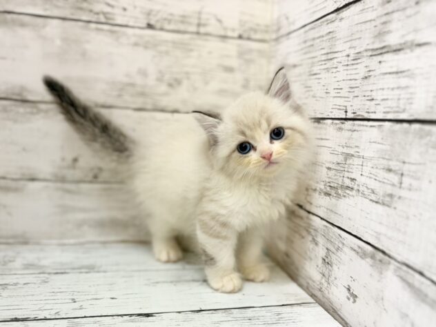 福島県のミヌエット (アミーゴいわき店/2026年8月3日生まれ/男の子/ブルーリンクスポイント)の子猫の1枚目の画像