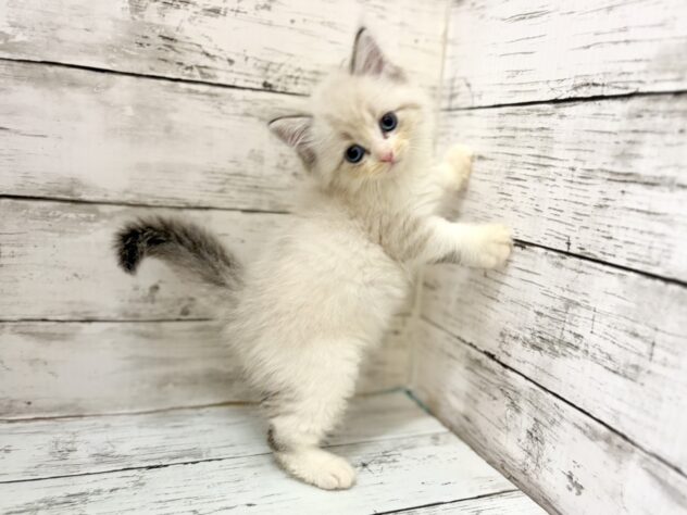 福島県のミヌエット (アミーゴいわき店/2026年8月3日生まれ/男の子/ブルーリンクスポイント)の子猫の2枚目の画像