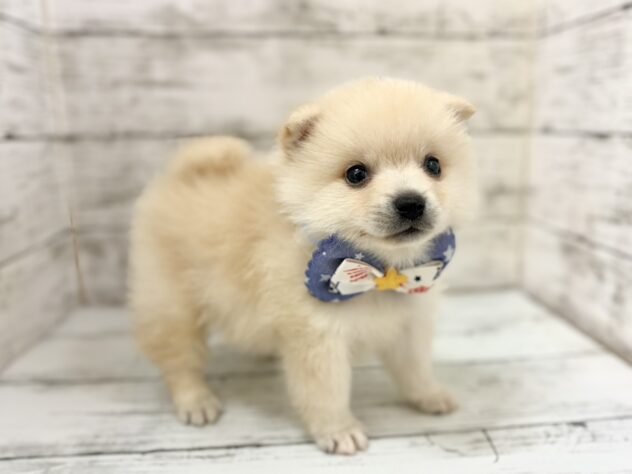 福島県のハーフ犬・ミックス犬 (アミーゴいわき店/2026年8月12日生まれ/男の子/白)の子犬の2枚目の画像