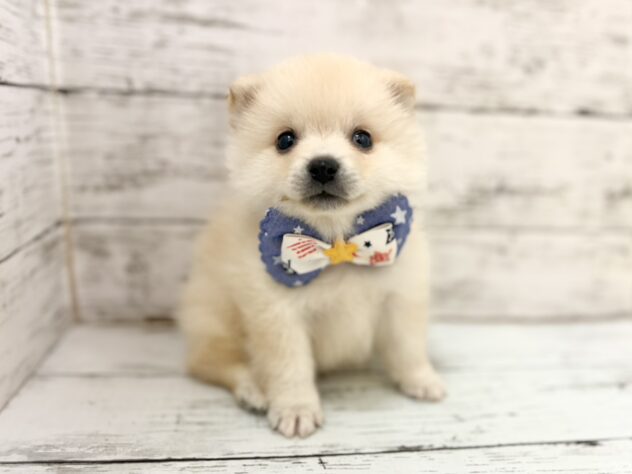 福島県のハーフ犬・ミックス犬 (アミーゴいわき店/2026年8月12日生まれ/男の子/白)の子犬の1枚目の画像