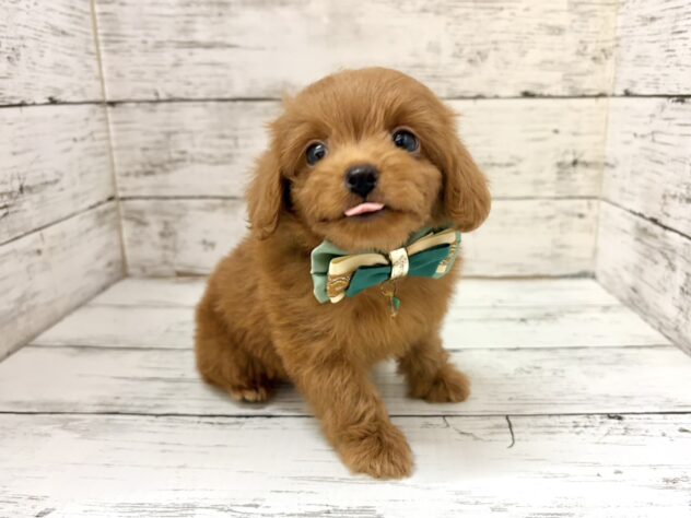 福島県のハーフ犬・ミックス犬 (アミーゴいわき店/2026年8月17日生まれ/男の子/レッド)の子犬の2枚目の画像