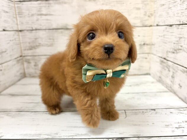 福島県のハーフ犬・ミックス犬 (アミーゴいわき店/2026年8月17日生まれ/男の子/レッド)の子犬の1枚目の画像