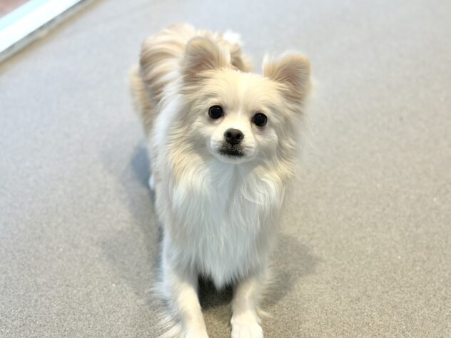 福島県のハーフ犬・ミックス犬 (アミーゴいわき店/2025年12月21日生まれ/男の子/クリーム)の子犬の1枚目の画像