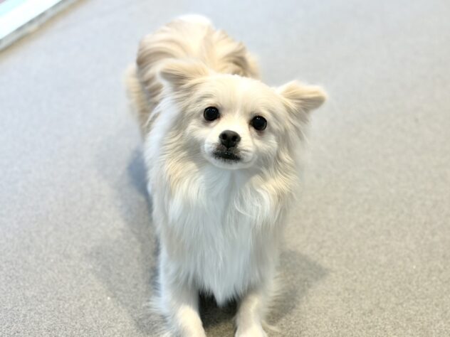 福島県のハーフ犬・ミックス犬 (アミーゴいわき店/2025年12月21日生まれ/男の子/クリーム)の子犬の2枚目の画像