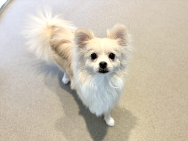 福島県のハーフ犬・ミックス犬 (アミーゴいわき店/2025年12月21日生まれ/男の子/クリーム)の子犬の3枚目の画像