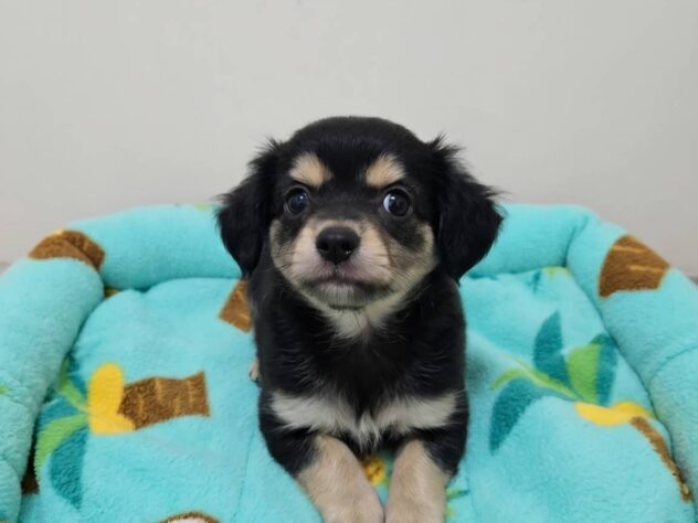 山形県のハーフ犬・ミックス犬 (アミーゴ米沢店/2026年8月19日生まれ/男の子/ブラックタン)の子犬