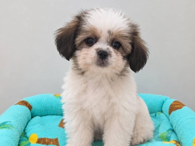 山形県のハーフ犬・ミックス犬 (アミーゴ米沢店/2026年8月17日生まれ/男の子/ホワイトゴールド)の子犬