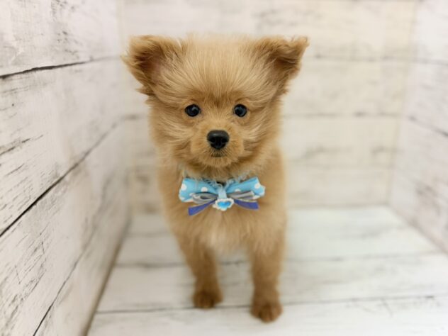 福島県のハーフ犬・ミックス犬 (アミーゴいわき店/2026年8月22日生まれ/男の子/アプリコット)の子犬の2枚目の画像