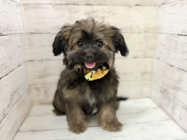 福島県のハーフ犬・ミックス犬 (アミーゴいわき店/2026年6月23日生まれ/男の子/11 その他の毛色)の子犬の2枚目の画像