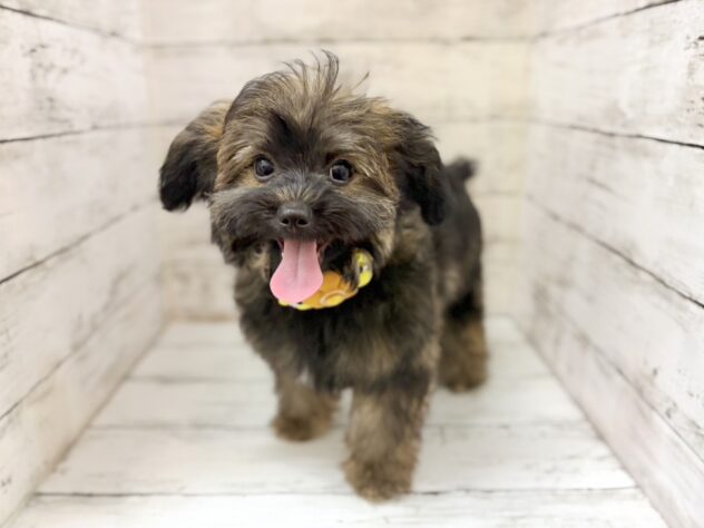 福島県のハーフ犬・ミックス犬 (アミーゴいわき店/2026年6月23日生まれ/男の子/11 その他の毛色)の子犬の1枚目の画像