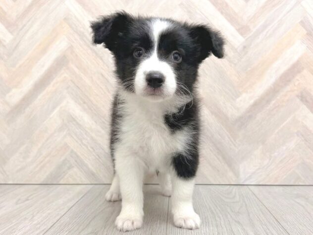 岡山県のボーダーコリー (アミーゴ水島店/2026年8月10日生まれ/女の子/ブラックホワイト)の子犬の3枚目の画像