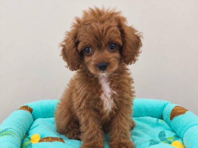 山形県のハーフ犬・ミックス犬 (アミーゴ米沢店/2026年8月24日生まれ/女の子/レッド)の子犬