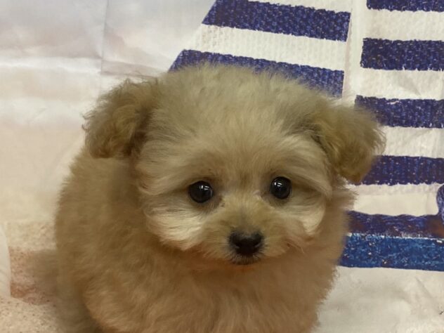 和歌山県のハーフ犬・ミックス犬 (アミーゴ和歌山太田店/2026年8月31日生まれ/女の子/オレンジフォーン)の子犬の1枚目の画像
