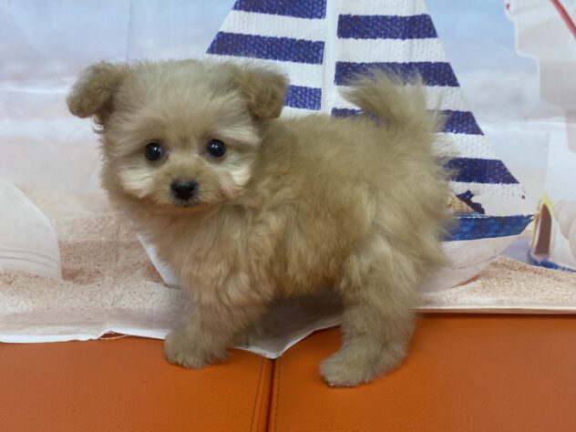 和歌山県のハーフ犬・ミックス犬 (アミーゴ和歌山太田店/2026年8月31日生まれ/女の子/オレンジフォーン)の子犬の2枚目の画像