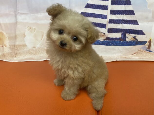 和歌山県のハーフ犬・ミックス犬 (アミーゴ和歌山太田店/2026年8月31日生まれ/女の子/オレンジフォーン)の子犬の3枚目の画像