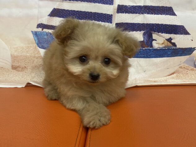和歌山県のハーフ犬・ミックス犬 (アミーゴ和歌山太田店/2026年8月31日生まれ/女の子/オレンジフォーン)の子犬の4枚目の画像