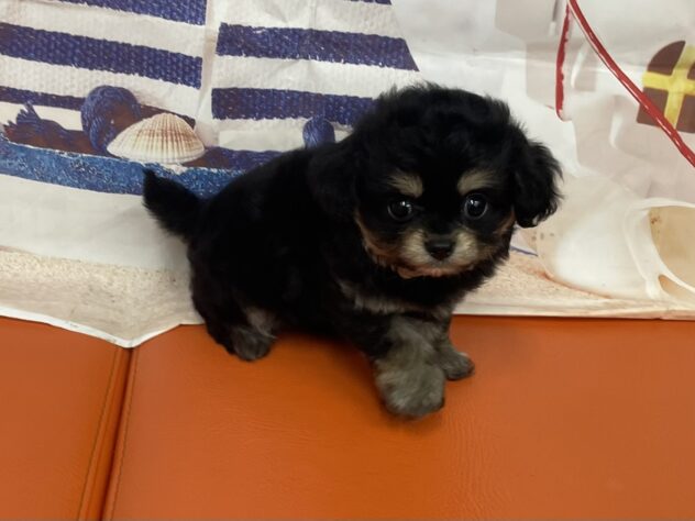 和歌山県のハーフ犬・ミックス犬 (アミーゴ和歌山太田店/2026年8月28日生まれ/男の子/ブラックタンホワイト)の子犬の4枚目の画像