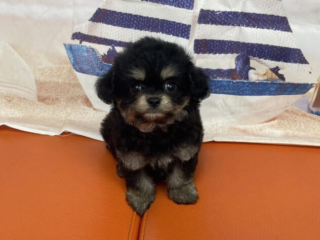 和歌山県のハーフ犬・ミックス犬 (アミーゴ和歌山太田店/2026年8月28日生まれ/男の子/ブラックタンホワイト)の子犬の3枚目の画像
