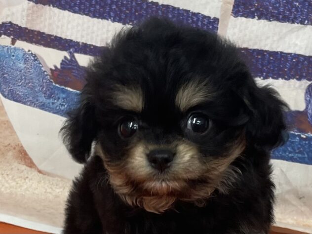 和歌山県のハーフ犬・ミックス犬 (アミーゴ和歌山太田店/2026年8月28日生まれ/男の子/ブラックタンホワイト)の子犬の1枚目の画像