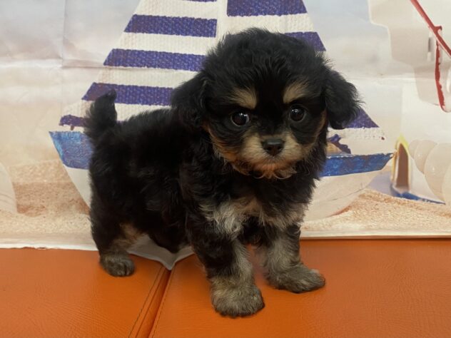 和歌山県のハーフ犬・ミックス犬 (アミーゴ和歌山太田店/2026年8月28日生まれ/男の子/ブラックタンホワイト)の子犬の2枚目の画像