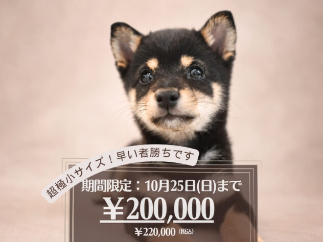 岡山県の豆柴 (アミーゴ大安寺店/2026年7月25日生まれ/女の子/黒)の子犬の1枚目の画像