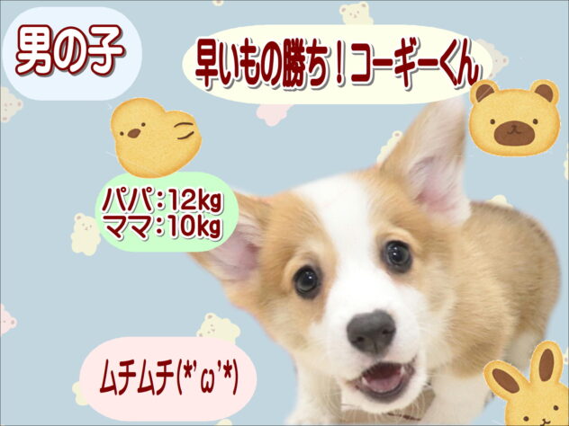 大阪府のウェルシュコーギーペンブローク (アミーゴ鳳店/2026年8月8日生まれ/男の子/レッドホワイト)の子犬の1枚目の画像