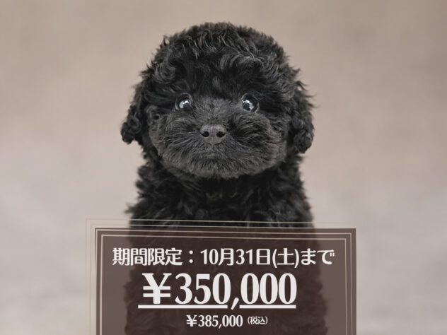 岡山県のトイプードル(トイ) (アミーゴ大安寺店/2026年8月15日生まれ/女の子/ブラック)の子犬の1枚目の画像