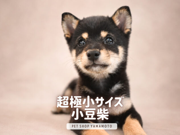 岡山県の豆柴 (アミーゴ大安寺店/2026年7月25日生まれ/女の子/黒)の子犬の2枚目の画像