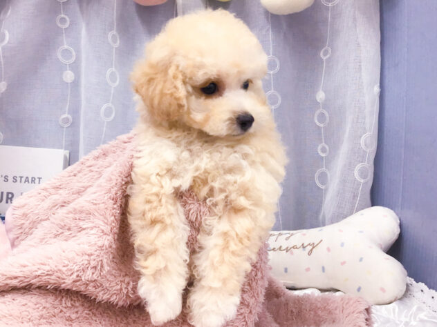 愛知県のトイプードル(トイ) (アミーゴ知立店/2026年8月4日生まれ/女の子/ペールフォーン)の子犬の3枚目の画像