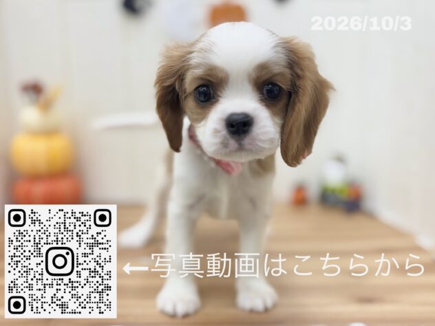 広島県のキャバリアキングチャールズスパニエル (アミーゴ大町店/2026年8月2日生まれ/女の子/ブレンハイム)の子犬の3枚目の画像